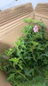 曄忻小木槿棒棒糖盆栽植物室內室外陽(yáng)臺庭院好養開(kāi)花耐寒耐旱易爆花卉小木槿棒棒糖-70-80高】 曬單實(shí)拍圖