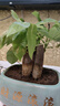 發(fā)財樹(shù)小盆栽大綠植辦公室內除甲醛花卉客廳好養旺宅植物桌面盆景 【A級大盆】三桿發(fā)財樹(shù)(財源滾滾 含盆 曬單實(shí)拍圖