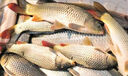 川澤強(qiáng)硬鋒袖鉤子線雙鉤成品綁好全套防纏繞魚鉤黑坑競(jìng)技鉤鯽魚綠袖鉤 25cm短子線【鉤4號(hào)+線0.6號(hào)】 有刺鋒袖20付/盒 曬單實(shí)拍圖