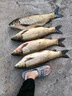 金龍 魚餌野釣窩料五谷雜糧底窩鯽魚鯉魚草魚青魚水庫重窩巨物打窩料 巨物霸·餌（2包） 曬單實拍圖