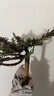 太陽(yáng)花老樁盆栽重瓣玫紅陽(yáng)臺庭院花卉四季開(kāi)花宿根耐寒植物室內外 5年老樁【帶盆】1盆精品-當年開(kāi)花 曬單實(shí)拍圖