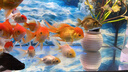 精品小金魚(yú)活魚(yú)冷水魚(yú)小金魚(yú)活魚(yú)淡水錦鯉觀(guān)賞魚(yú)好養耐活魚(yú)不加溫 4-6cm隨機金魚(yú)6條 包損5備損1 曬單實(shí)拍圖