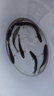 黑魚(yú)苗冷水觀(guān)賞魚(yú)食用淡水養殖包郵烏魚(yú)烏鱧財魚(yú)苗活的黑魚(yú)苗生魚(yú) 純種黑魚(yú)苗17-20cm10條 曬單實(shí)拍圖