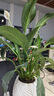 白掌一帆風順盆栽植物室內花卉綠植水養(yǎng)四季開花新手好養(yǎng)活 白掌1盆（繁星盆） 曬單實拍圖