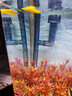 京業(yè)（JINGYE）魚(yú)缸過(guò)濾器JY-W255款6W壁掛式過(guò)濾泵除油膜瀑布過(guò)濾器流量可調 曬單實(shí)拍圖