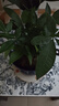 發(fā)財樹(shù)盆栽大植物室內辦公室桌面客廳小盆景招財樹(shù)苗綠植花卉盆栽 三桿發(fā)財樹(shù) 5-8cm【四方塑膠盆】 【送肥料】 曬單實(shí)拍圖