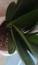 嘆為觀止君子蘭盆栽四季老苗花卉植物室內(nèi)庭院水培綠植好養(yǎng)圓頭和尚大小苗 金冠君子蘭10-12片原盆原土+送 含盆 曬單實拍圖