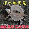地圖龜深水魚(yú)缸混養小烏龜黑瘤活物水龜地圖龜觀(guān)賞龜苗寵物招財龜 5-6厘米地圖龜 3只繁殖組（1公2母）+龜糧 曬單實(shí)拍圖