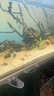 創(chuàng)寧變頻潛水泵 CN-9500-13W 10檔流量調(diào)節(jié) 魚缸假山噴泉池循環(huán)抽水 曬單實(shí)拍圖