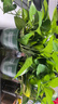 雙盟綠蘿盆栽除甲醛花卉綠植辦公室新房?jì)艋諝?80加侖4盆裝源頭直發(fā) 曬單實(shí)拍圖