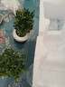 小葉赤楠盆景植物辦公花卉基地直銷(xiāo)批發(fā)綠植盆栽室內擺件花卉綠植 赤楠+冰裂紋盆+苔蘚+底座 曬單實(shí)拍圖