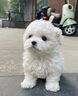 寵六福純種比熊幼犬寵物狗狗活體小狗活物幼崽小型犬 寵物級 公 曬單實拍圖