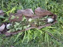 霖畔紫丁香花樹(shù)苗庭院陽(yáng)臺(tái)盆栽地栽白黃花卉室外綠植耐寒易活四季開(kāi)花 爆馬丁香4年苗當(dāng)年開(kāi)花叢生苗 曬單實(shí)拍圖