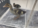 蔻絲蘆丁雞專(zhuān)用籠觀(guān)賞籠飼養箱育雛家用養殖小雞籠加密鵪鶉籠小黃鴨籠 中號【72_47_45】帶滑輪 曬單實(shí)拍圖