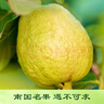 京鮮生 軟糯奶油白心芭樂(lè ) 凈重2.5斤裝單果150g+ 番石榴 源頭直發(fā)包郵 曬單實(shí)拍圖