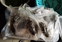 三只海豚 即食海參 大連鮮食刺參單個裝 遼刺參13-17只500g固形物≥60% 曬單實拍圖