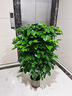 幸福樹(shù)客廳盆栽大型老樁綠植物辦公室內平安樹(shù)盆景植物四季好養祿 精品叢生幸福樹(shù)0.9-1.1m[菱形樹(shù)脂盆] 曬單實(shí)拍圖