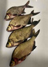 釣魚(yú)餌料野釣通殺全能腥香專(zhuān)攻黑坑小溪鯉魚(yú)鯽魚(yú)羅非黃辣丁綜合餌 一包【單開(kāi)無(wú)敵】 曬單實(shí)拍圖