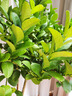 愛(ài)優(yōu)尚香水檸檬樹(shù)盆栽綠植大型室內客廳植物吸甲醛陽(yáng)臺四季好養源頭直發(fā) 曬單實(shí)拍圖