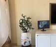 潮裕盆景小葉紫檀盆景老樁植物室內(nèi)造型綠植擺件造景庭院客廳玄關(guān)辦公好養(yǎng) 小葉紫檀盆景1 高端盆景/一物一拍 曬單實拍圖