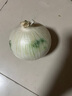 林中山新疆白皮牙子白洋蔥涼拌菜新鮮蔬菜生吃 5斤 曬單實(shí)拍圖