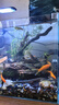 添悅側濾魚(yú)缸懶人魚(yú)缸一體自循環(huán)家用客廳玻璃缸過(guò)濾魚(yú)缸 黑色標準款 40x30x30cm 曬單實(shí)拍圖
