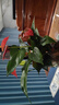 紅掌水培盆栽室內(nèi)易養(yǎng)水生花卉白掌綠植一帆風(fēng)順客廳觀花植物粉掌 紅掌1顆（不含其他） 整體高度（28-35cm） 曬單實(shí)拍圖