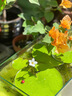 采緹（CAITI）水碗蓮一葉蓮 帶花苞睡蓮荷花大號小葉迷你水生家用睡蓮碗蓮花 大葉10-15公分10片 不含盆 曬單實拍圖