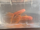 金魚活魚不加溫冷水魚觀賞魚淡水魚活體草金魚苗小金魚好養(yǎng)寵物魚 10-11CM大紅獅2條 曬單實拍圖