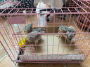 二斤重純種白蘆花雞活苗正宗半大汶上蘆花雞苗散養土雞苗小雞活苗 0.8-1斤重白蘆花  5只【1公4母】 曬單實(shí)拍圖