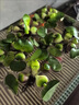 水葫蘆水生水培植物池塘魚(yú)缸龜缸造景浮萍水草水草培植物水養(yǎng)好養(yǎng) 500棵 曬單實(shí)拍圖