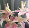【香水百合】特價(jià)鮮花云南直發(fā)家用水養插花束七夕送禮物好養香味 粉百合9朵 優(yōu)質(zhì)百合 曬單實(shí)拍圖