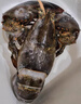漁傳播 鮮活波士頓龍蝦 1.4-1.5kg/只  生鮮海鮮蝦類(lèi) 聚餐 源頭直發(fā) 曬單實(shí)拍圖