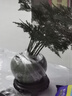 文竹+陶瓷盆  盆栽植物室內客廳盆景辦公室懶人好養綠植創(chuàng  )意擺件 文竹+綠色冰裂盆+高腳方底座 帶盆栽好 曬單實(shí)拍圖