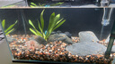 瘋狂水草魚(yú)缸造景裝飾溪流石底部砂石天然溪流缸南美缸造景石烏龜躲避曬臺 溪流缸造景套餐（20-30cm缸） 曬單實(shí)拍圖