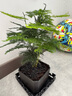 佰花錦文竹桌面盆栽新中式綠植辦公室客廳盆景茶臺臥室好養(yǎng)綠植花卉植物 【送方底座】文竹+pvc舍得盆+黑沙石鋪面 20-30cm 曬單實拍圖