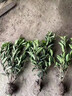 凝寒法國冬青樹(shù)苗四季常青別墅圍墻籬笆植物冬青苗綠籬圍欄籬笆墻綠植 法國冬青樹(shù)苗 【10株裝】法國冬青樹(shù)苗(高約:0.8-1m) 曬單實(shí)拍圖