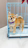 麥盯優(yōu)寵【30天保障】純種柴犬幼犬豆柴犬活體中小型柴犬寵物狗狗赤柴黑柴 寵物級 公 曬單實(shí)拍圖