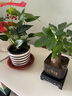 茉莉花苗盆栽帶花苞九里香老樁花卉植物室內(nèi)濃香四季開(kāi)花好養(yǎng) 大份茉莉花【4-6顆】花苞飽滿(mǎn) 曬單實(shí)拍圖
