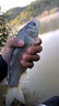 劉志強餌料釣魚(yú)魚(yú)餌全能香魚(yú)餌料野釣鯽魚(yú)專(zhuān)用鯉魚(yú)釣魚(yú)餌料 曬單實(shí)拍圖