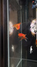 紅國獅金魚(yú)冷水魚(yú)鴻運當頭鶴頂鎏金金魚(yú)苗獅子頭好養耐活淡水金魚(yú) 紅國獅8-10cm2條送魚(yú)食 曬單實(shí)拍圖