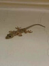 日本衣魚蟲專殺劑家用無毒母嬰一窩端衣蛾幼蟲飛蛾室內神器除滅蟲 2盒裝/16枚 【連環(huán)滅殺  適合30-60㎡】 曬單實拍圖