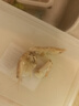 百味殿鮮活熟凍皮皮蝦新鮮蝦爬子瀨尿蝦大號爬爬蝦肉蝦婆富貴蝦燒烤 中號公蝦【9-12】 3斤(凈重) 曬單實(shí)拍圖