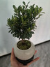 小葉赤楠盆景植物辦公花卉基地直銷(xiāo)批發(fā)綠植盆栽室內擺件花卉綠植 赤楠+冰裂紋盆+苔蘚+底座 曬單實(shí)拍圖