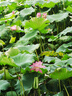 MOLY VIVI加厚加絨HL3火山褲鯊魚(yú)褲女秋冬高腰提臀保暖長(cháng)褲運動(dòng)褲魔力薇薇 暗夜黑M-升級厚絨【0℃-10℃】 M 曬單實(shí)拍圖