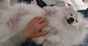 貝初眾狗窩狗墊子大中小型犬冬季狗狗睡墊床冬季保暖寵物窩四季通用貓窩 灰綠色-M【60*48cm】建議13斤內 【柔軟舒適/四季通用】 【加高加厚/保暖舒睡】 曬單實(shí)拍圖
