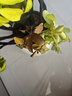 植男植女鴨腳木造型客廳盆栽八方來財(cái)室內(nèi)落地北歐輕奢大型好養(yǎng)常青綠植 鴨腳木-纏線造型款1.4-1.6M【送半年?duì)I養(yǎng)液】 曬單實(shí)拍圖