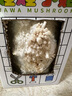 種蘑菇蘑菇菌包種植包兒童金針菇盆栽可食用Diy養蘑菇菌包家庭裝 【禮盒裝】秀珍菇-送噴壺 【兒童趣味丨輕松養活丨可食用】 曬單實(shí)拍圖