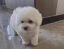 朵蔓純種比熊幼犬小型活物雙血統(tǒng)飛耳卷毛比熊犬家養(yǎng)寵物狗長不大可愛 血統(tǒng)級 比熊 母 曬單實拍圖