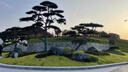 造型松樹(shù)苗庭院景觀(guān)迎客松綠化工程松大小規格齊全四季常青 油松2米-6米一對一視頻選樹(shù)咨詢(xún) 曬單實(shí)拍圖